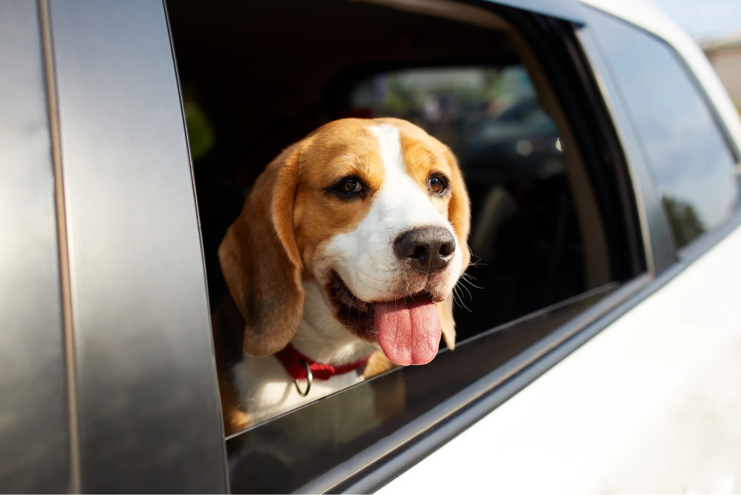 Kia Sportage Dog Car Seat for Beagles