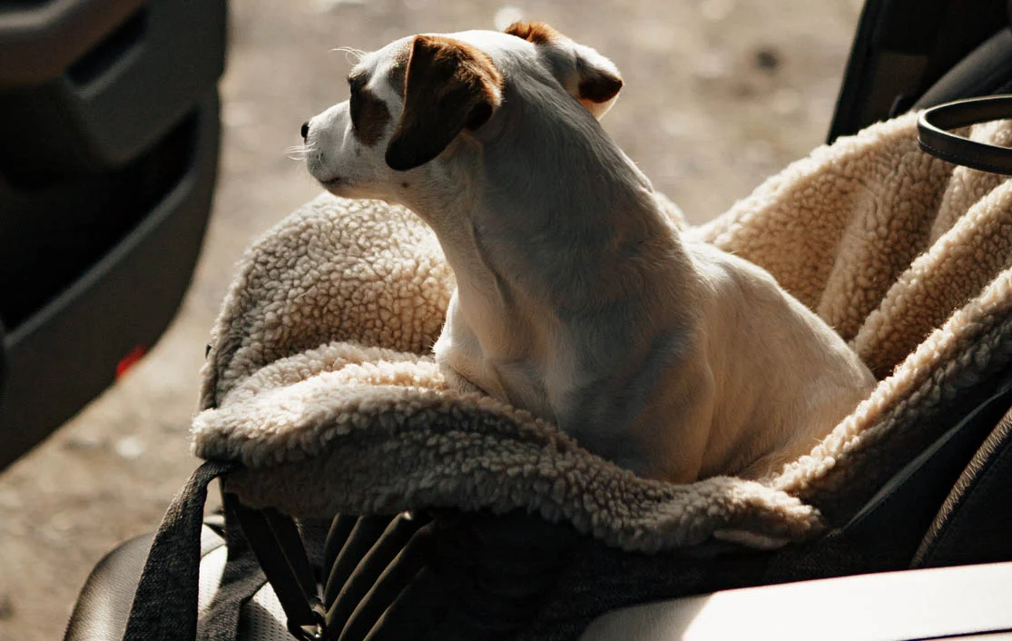 Kia Optima Dog Carrier Car Seat for Toy Bulldog