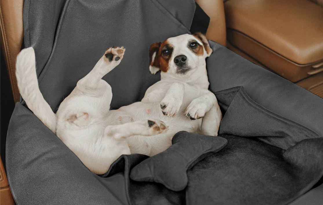 Kia Sportage Dog Car Seat for Beagles