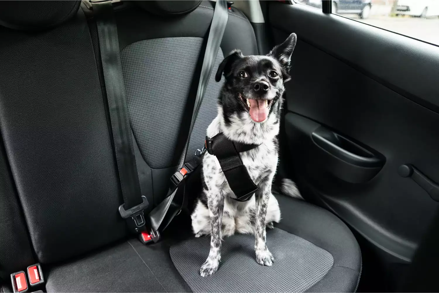 Hyundai Tucson Dog Car Seat Belt for Yorkshire Terriers