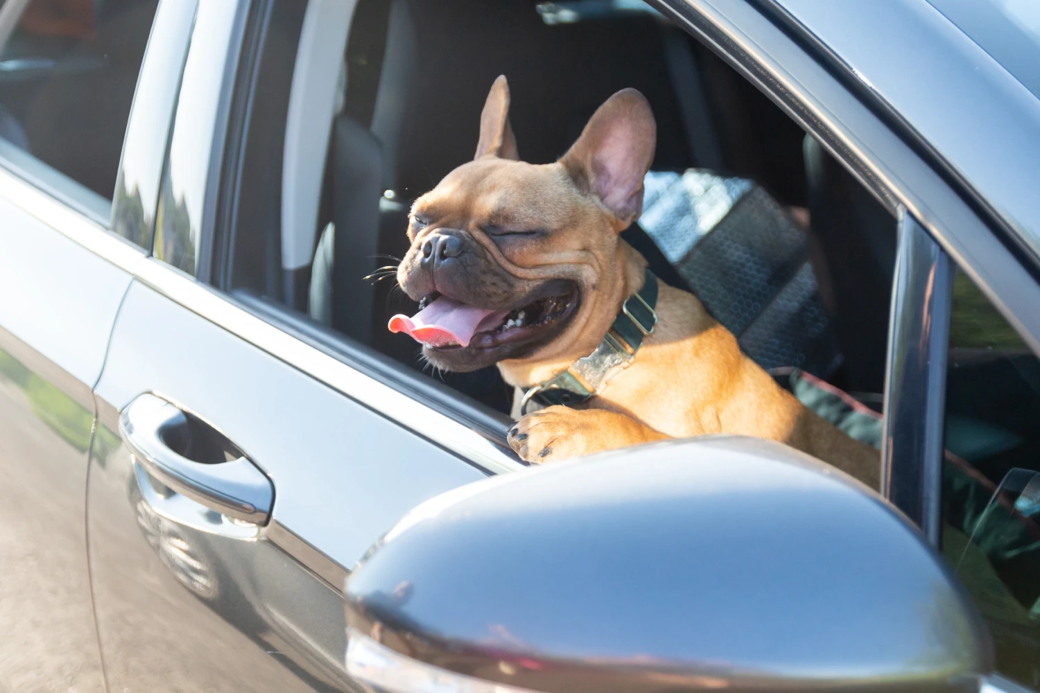 Kia Optima Dog Carrier Car Seat for Toy Bulldog