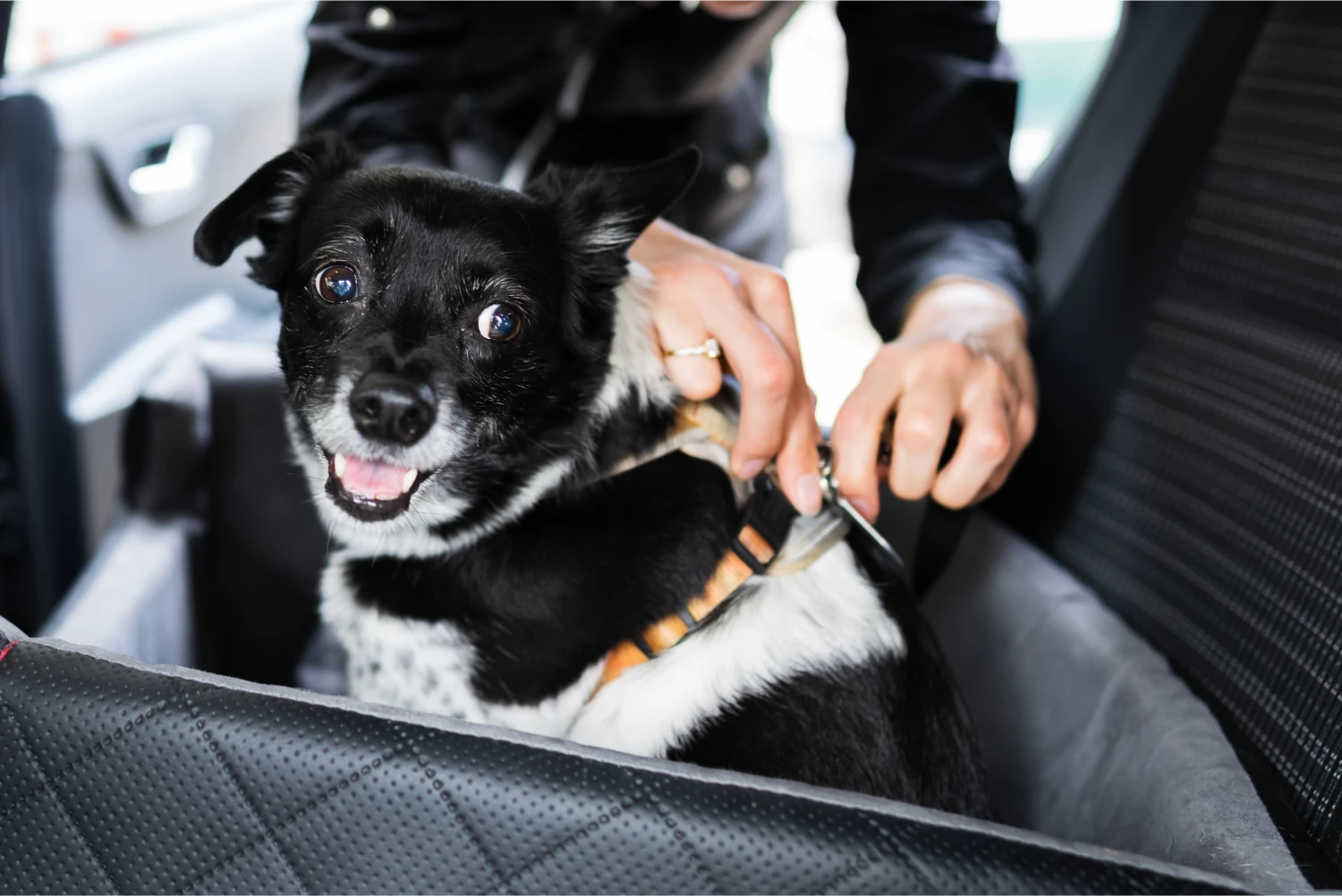 Hyundai Sonata Dog Safety Belt for German Shorthaired Pointers