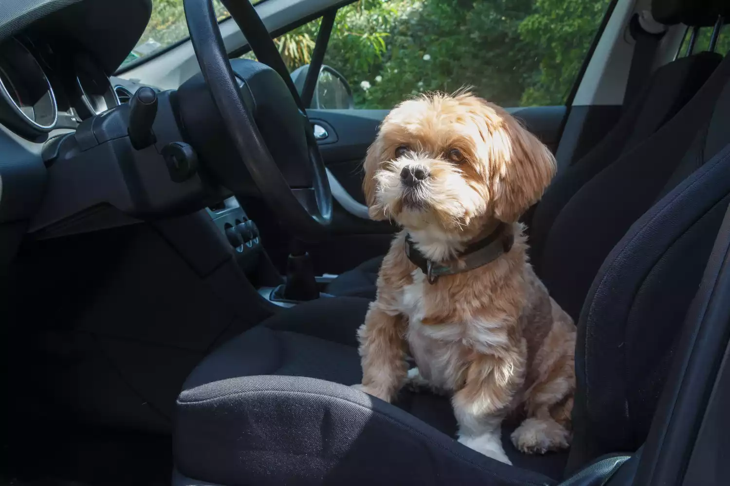 Ford F-Series Dog Safety Belt for Lhasa Apsos