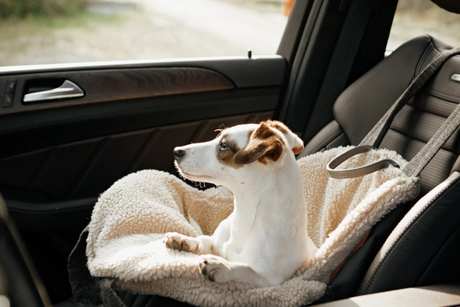 Chevrolet Blazer Dog Carrier Car Seat for Norfolk Lurcher